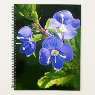 Drei blaue Blumen Planer