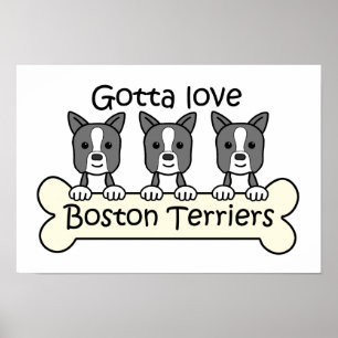 Drei Boston-Terrier Poster
