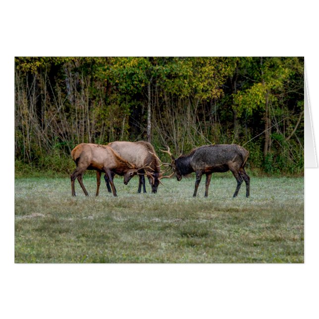 Drei Bull Elk Fight Grußkarte (Vorderseite (Horizontal))