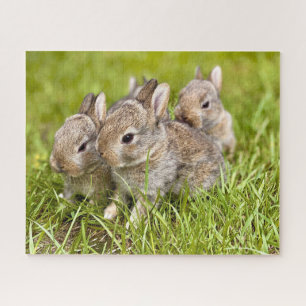 Drei Bunnies im Gras