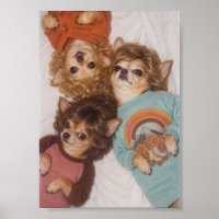 Drei Chihuahua-Freunde mit großer 1980er-Frisur