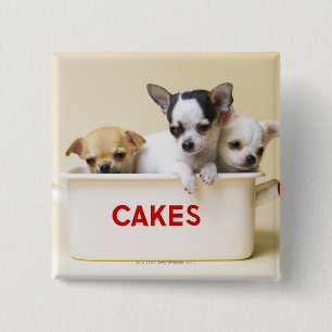 Drei Chihuahuawelpen im Kuchenzinn Button