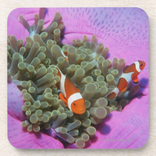 Drei Clown-Fische auf Seeanemone, Andaman Meer Getränkeuntersetzer