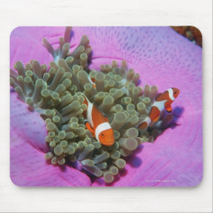 Drei Clown-Fische auf Seeanemone, Andaman Meer Mousepad
