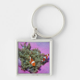 Drei Clown-Fische auf Seeanemone, Andaman Meer Schlüsselanhänger