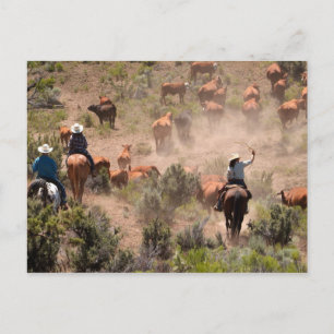 Drei Cowboys und Cowgirls, die Rinder fahren Postkarte