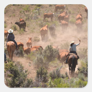 Drei Cowboys und Cowgirls, die Rinder fahren Quadratischer Aufkleber