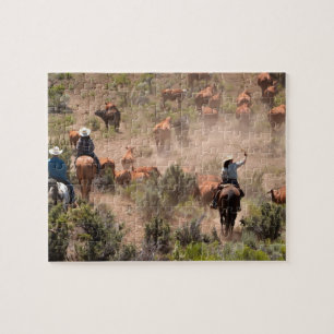 Drei Cowboys und Cowgirls treiben Rinder