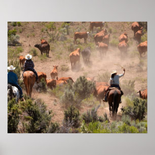 Drei Cowboys und Cowgirls treiben Rinder Poster
