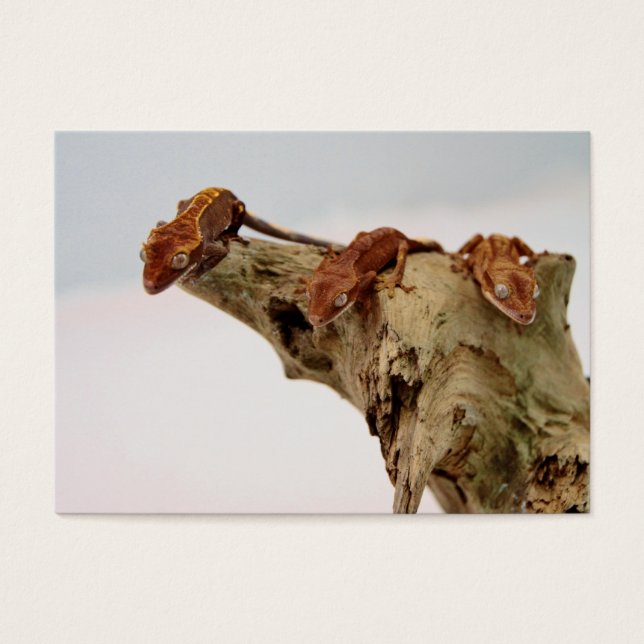 Drei Crested Geckos (Vorderseite)