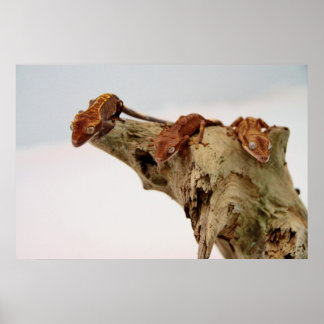 Drei Crested Geckos Poster