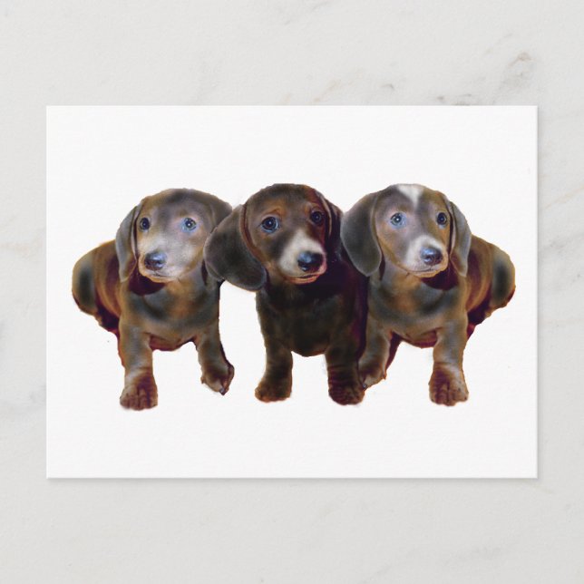Drei Dackeln Hunde Postkarte (Vorderseite)