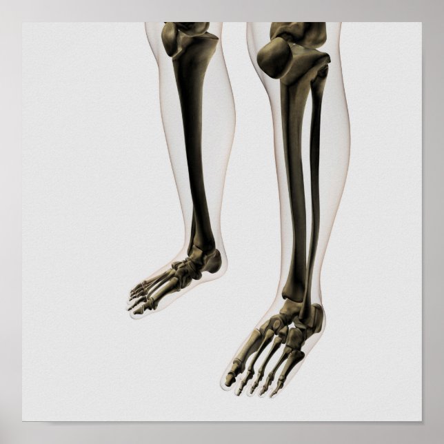Drei Dimensionen der menschlichen Leg und Füße Poster (Vorne)
