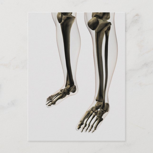 Drei Dimensionen der menschlichen Leg und Füße Postkarte (Vorderseite)