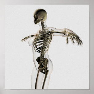 Drei Dimensionen des weiblichen Skelettsystems Poster