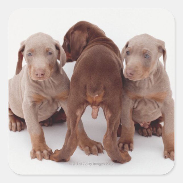 Drei Doberman-Pinscher-Welpen Quadratischer Aufkleber (Vorderseite)