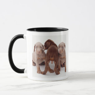 Drei Dobermann Pinscherwelpen Tasse