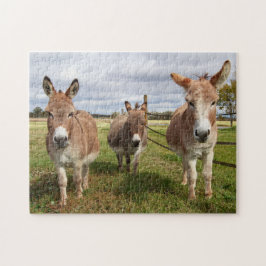 Drei Donkey