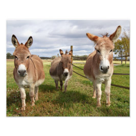 Drei Donkey Fotodruck