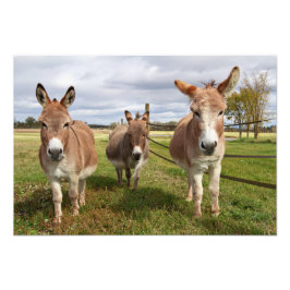 Drei Donkey Fotodruck