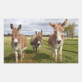 Drei Donkey Rechteckiger Aufkleber