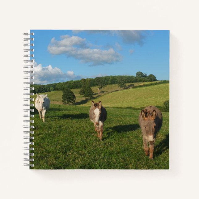 Drei Donkeys auf einem Feldfoto Notizbuch (Vorderseite)