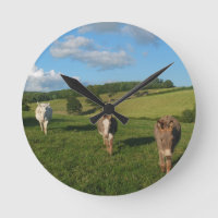 Drei Donkeys auf einem Feldfoto
