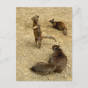 Drei Eichhörnchen Einladungspostkarte