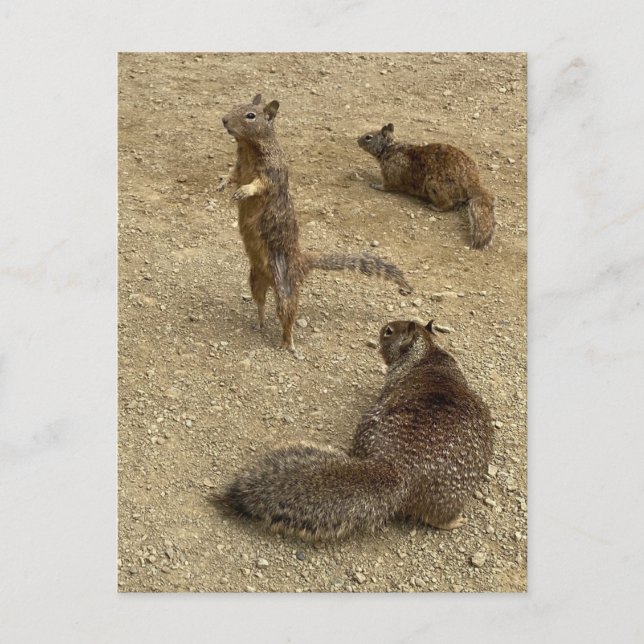Drei Eichhörnchen Einladungspostkarte (Vorderseite)