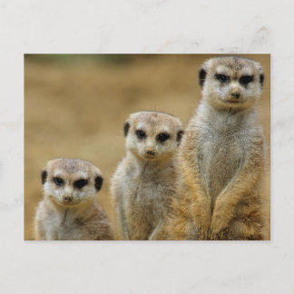 drei Erdmaennchen (Suricata suricatta) Postkarte