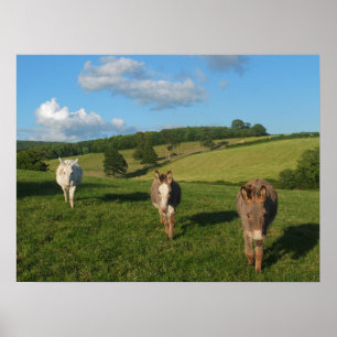 Drei Esel auf einem Feld Foto Poster