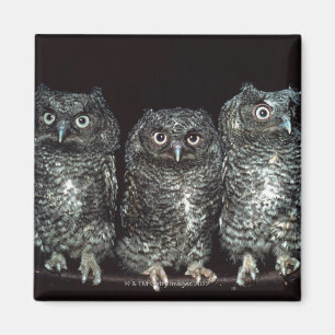 drei Eulen Magnet