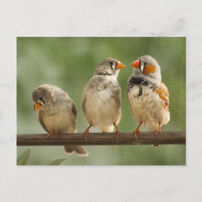 Drei Finches Naturfotografie Postkarte (Vorderseite)