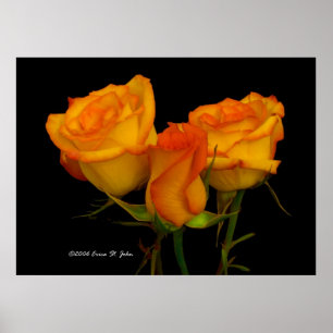 Drei Firey Rosen Poster