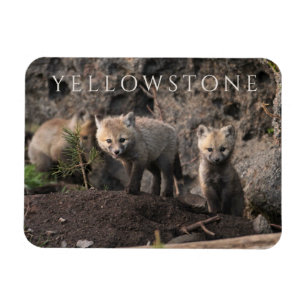 Drei Fox Cubs, Yellowstone Nationalpark, Wyoming Magnet