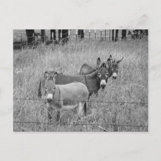 Drei Freunde Postkarte