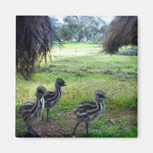Drei Fuzzy Baby Emu Chicks, Kühlschrankmagnet