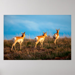 Drei Gabelböcke beim Weggehen bei Sonnenuntergang Poster