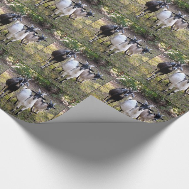 Drei Geißböcke Geschenkpapier (Ecke)