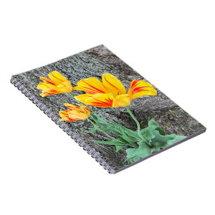 Drei Gelbe Tulips Sequel / Spiral Notizblock