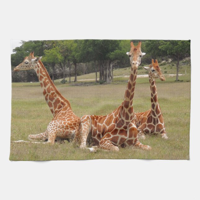 Drei Giraffen bei Fossil Rim Küchentuch (Horizontal)