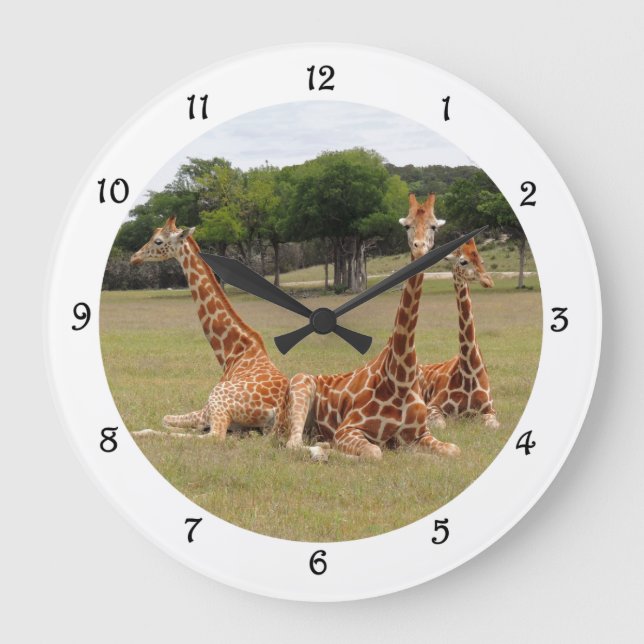 Drei Giraffen bei Fossil Rim Wall Clack Große Wanduhr (Vorderseite)