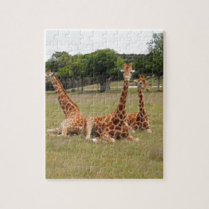 Drei Giraffen im Fossil Rim