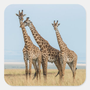 Drei Giraffen posieren Quadratischer Aufkleber