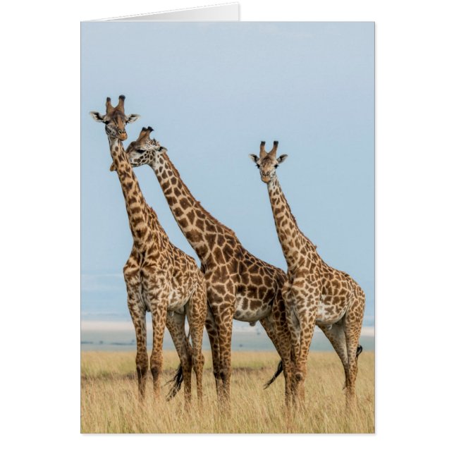 Drei Giraffen Posing (Vorne)