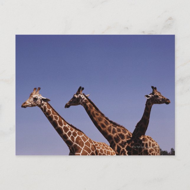 Drei Giraffen Postkarte (Vorderseite)