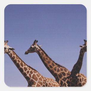 Drei Giraffen Quadratischer Aufkleber