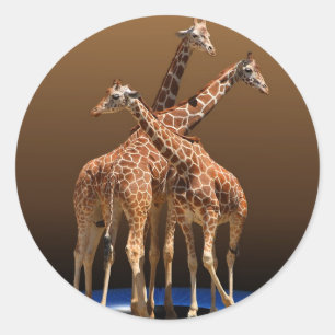 DREI GIRAFFES RUNDER AUFKLEBER