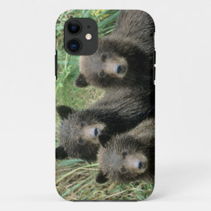 Drei Grizzlybären-Jungtiere oder Coys iPhone 11 Hülle