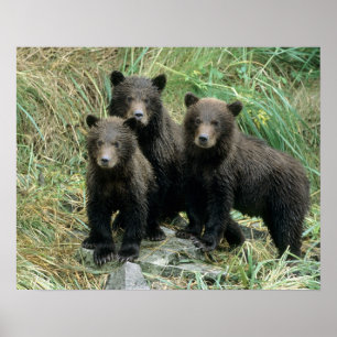 Drei Grizzlybären-Jungtiere oder Coys Poster